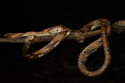 Philippine Blunt-headed Tree Snake