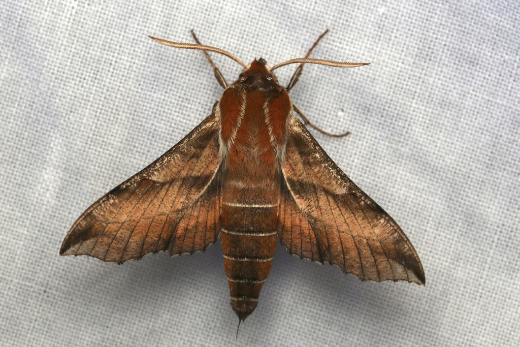 Deilephila askoldensis