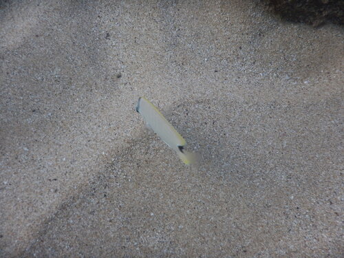 Lemon butterfly (Chaetodon miliaris) — Chaetodontidae