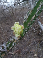 Acanthocereus
