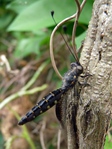 Suphalomitus okinavensis