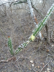 Acanthocereus