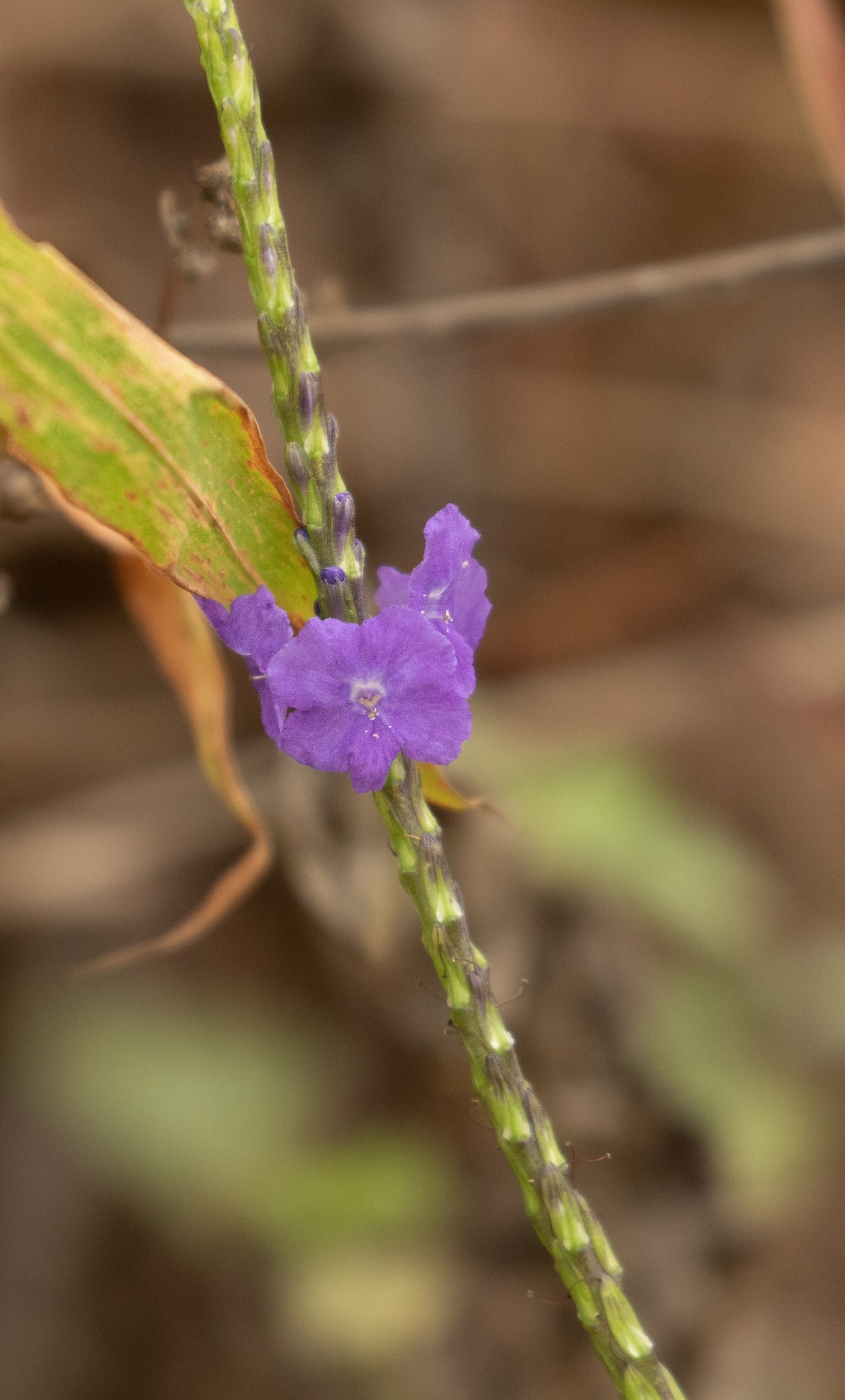 Stachytarpheta jamaicensis — ảnh 2