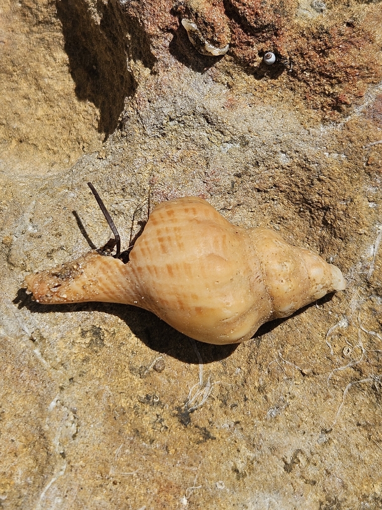 Australian Horse Conch from Nepean Bay SA 5223, Australia on January 11 ...
