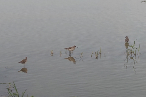 Wood Sandpiper (Tringa glareola), photo 7