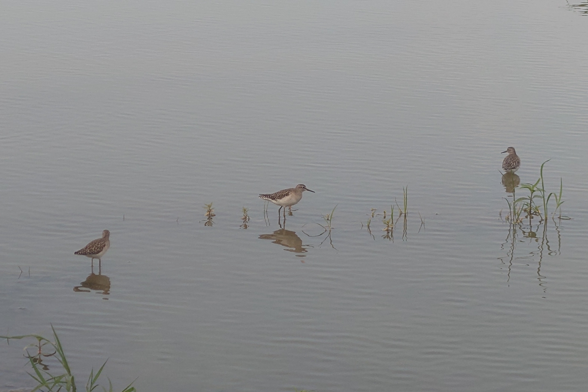 Wood Sandpiper (Tringa glareola), photo 8