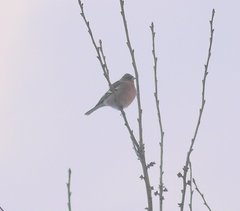 Fringilla coelebs coelebs