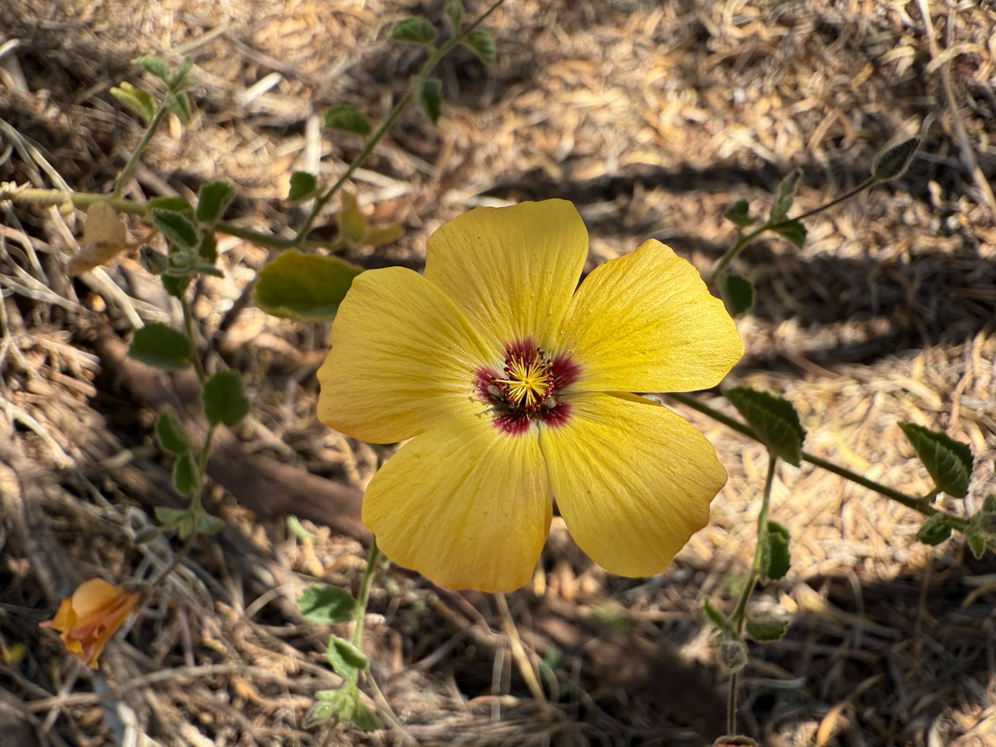 Abutilon amplum Benth.