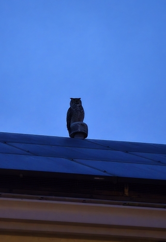 View observation of {o.common_name} on iNaturalist