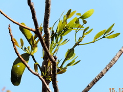 Phoradendron crassifolium