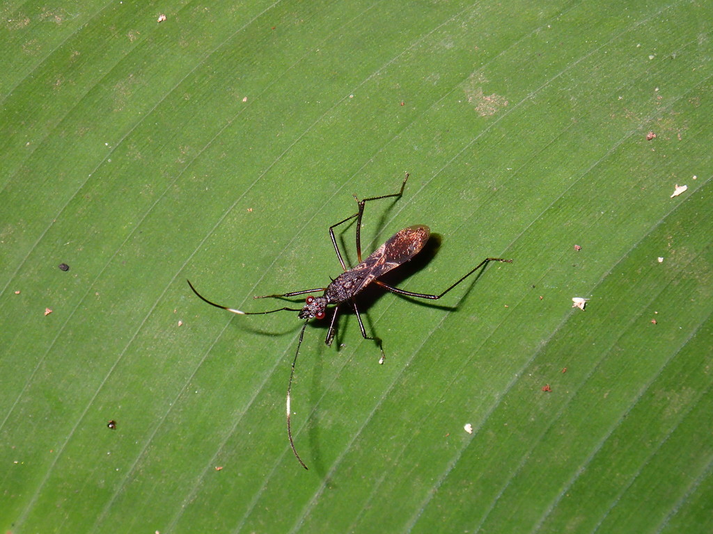 Trachelium ventum