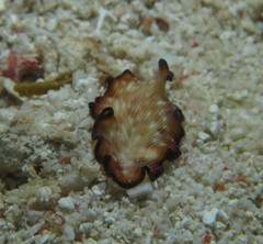 Pseudobiceros fulgor