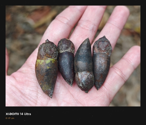 Neobalanocarpus heimii observed 2026-01-20