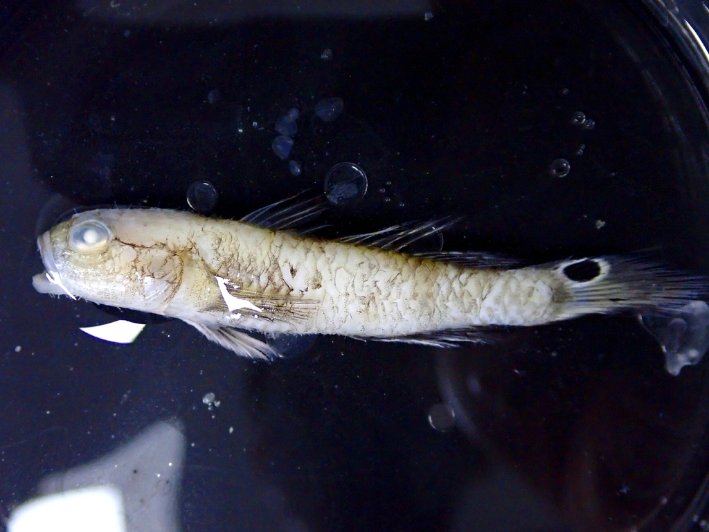 Taileyed goby (Parachaeturichthys polynema) — Gobiidae
