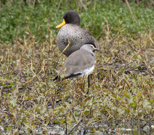 Spot-breasted Lapwing (Vanellus melanocephalus), photo 9