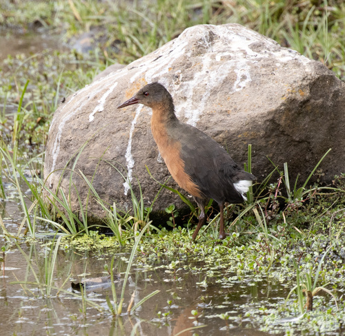 Rouget's Rail (Rougetius rougetii), photo 7