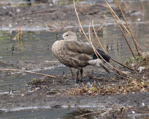 Blue-winged Goose (Cyanochen cyanoptera), photo 8