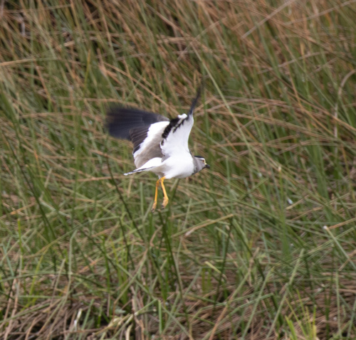 Spot-breasted Lapwing (Vanellus melanocephalus), photo 10