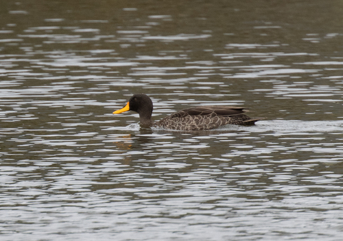 iNaturalist: (c) avocat, some rights reserved (CC BY-NC), uploaded by avocat iNaturalist image