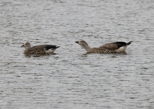Blue-winged Goose (Cyanochen cyanoptera), photo 9