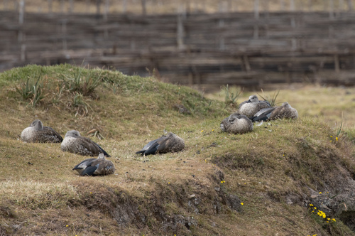 Blue-winged Goose (Cyanochen cyanoptera), photo 9