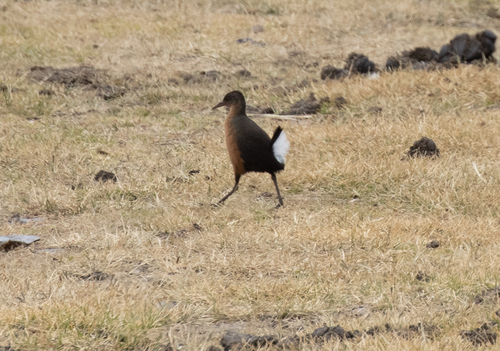 Rouget's Rail (Rougetius rougetii), photo 10