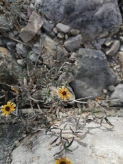 Sanvitalia fruticosa