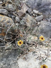 Sanvitalia fruticosa