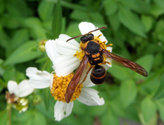 Anterhynchium flavomarginatum