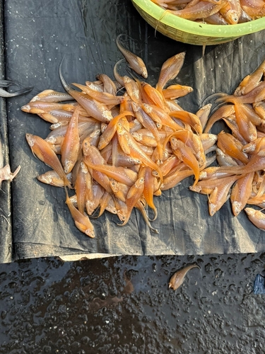 Anchovy (Coilia dussumieri) — Engraulidae — 5