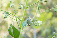 Setophaga tigrina