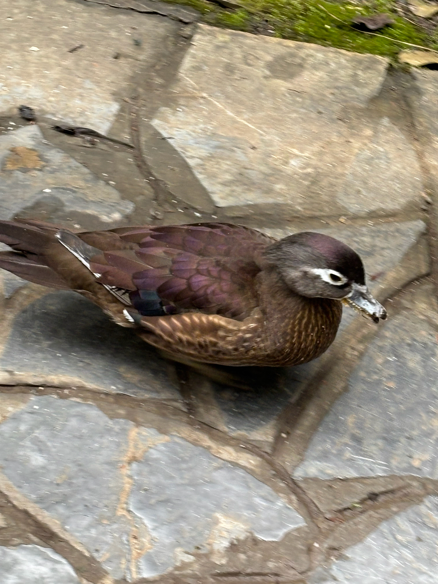 Aix galericulata (Linnaeus, 1758)