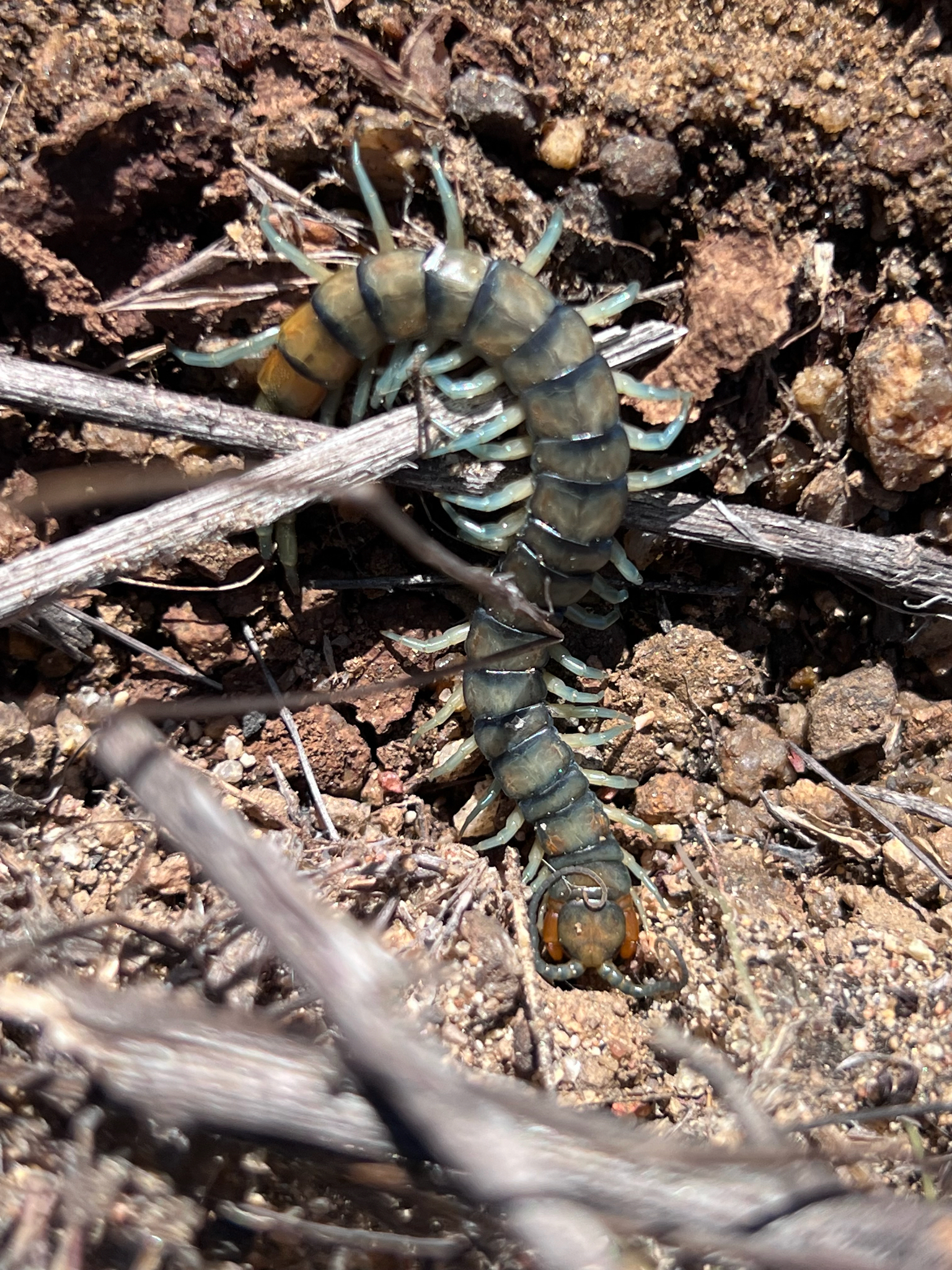 Scolopendra polymorpha Wood, 1861