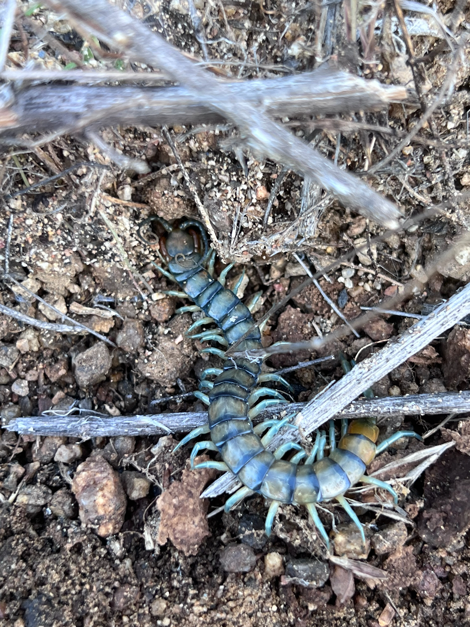 Scolopendra polymorpha Wood, 1861