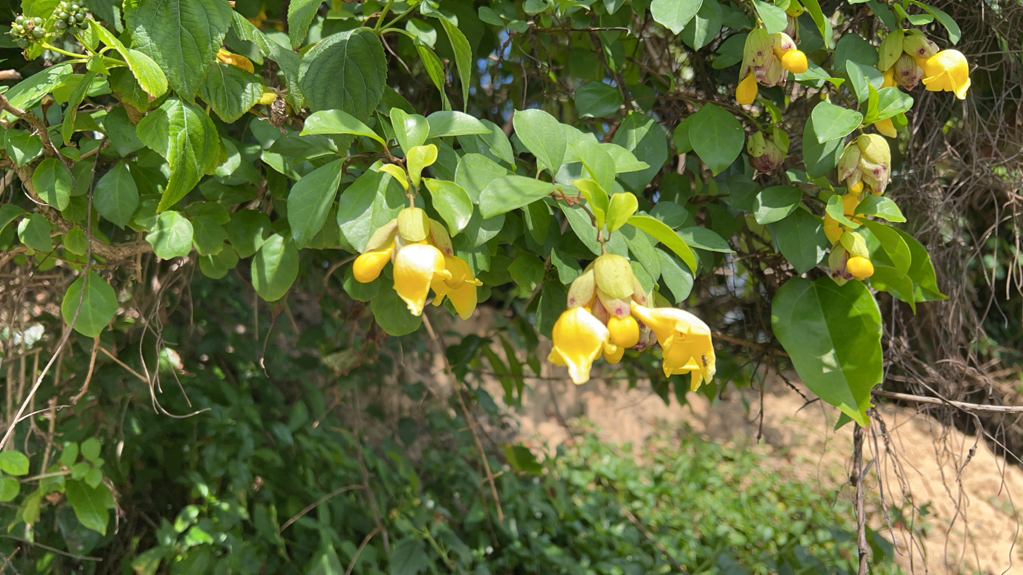 Gmelina philippensis (Gmelina philippensis)