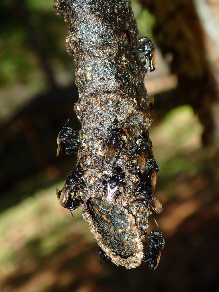 Aphaneuropsis