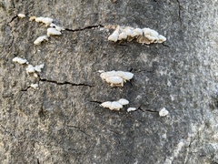 Schizophyllum commune