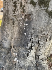 Schizophyllum commune