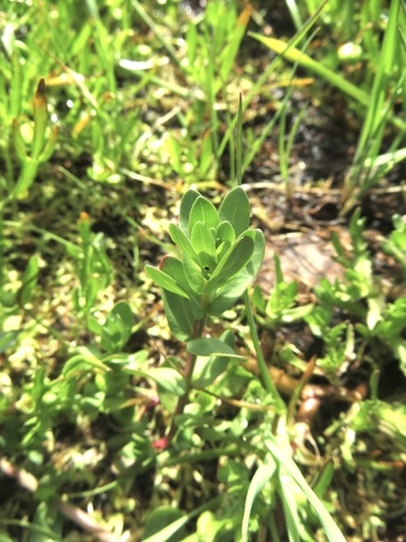 iNaturalist observation photo of Hyssop Loosestrife
