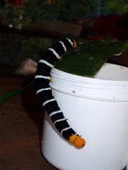 Isognathus swainsonii