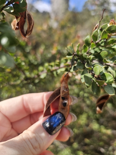 Acacia costiniana, 2026-01-21