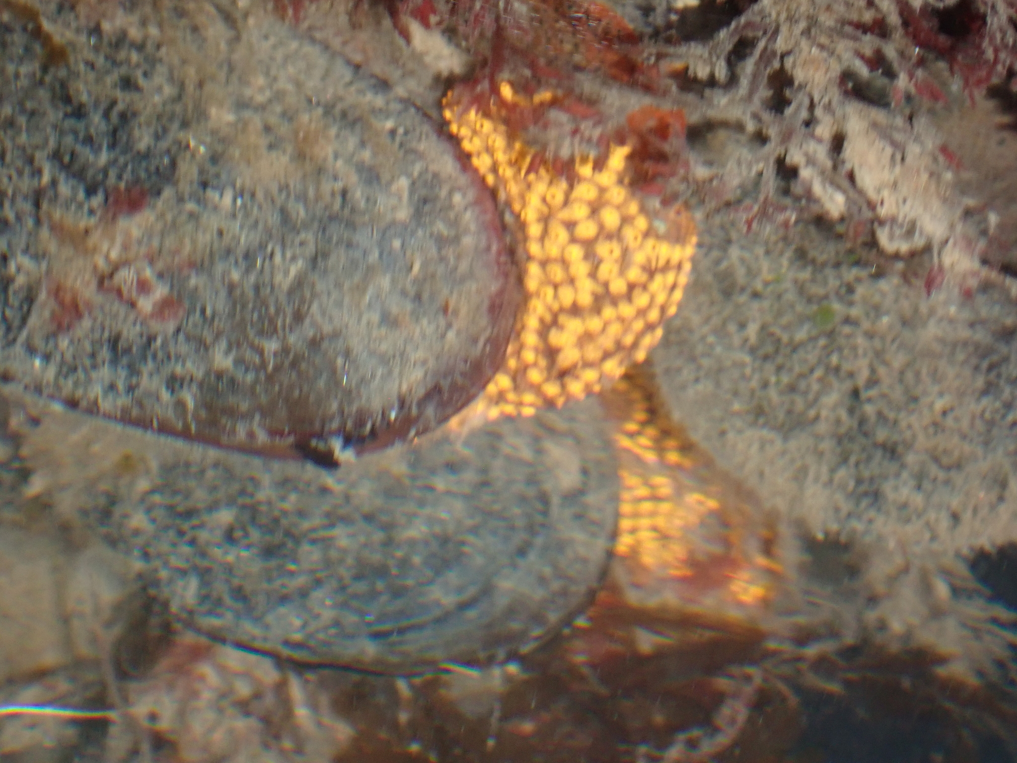Botrylloides diegensis Ritter & Forsyth, 1917
