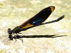 Euphaea