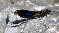 Euphaea