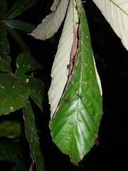 Dolichoderus attelaboides