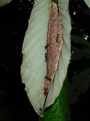 Dolichoderus attelaboides