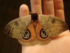 Automeris liberia