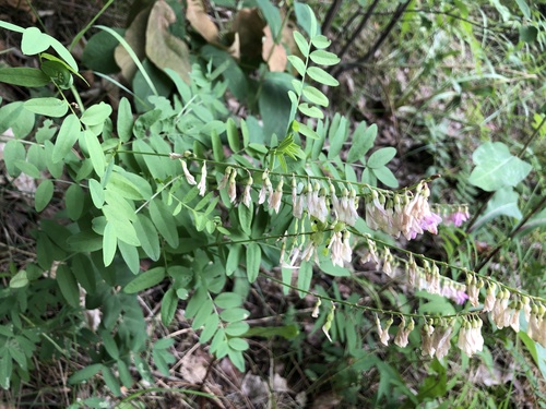 Alpine Sweet-vetch (Hedysarum alpinum)