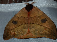 Automeris liberia