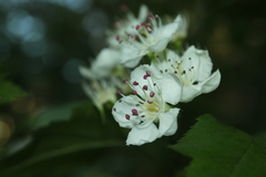 Crataegus schuettei